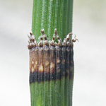 Rough Horsetail