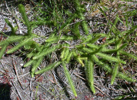 Foxtail Clubmoss