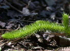 Foxtail Clubmoss