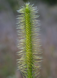 Foxtail Clubmoss