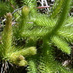 Foxtail Clubmoss