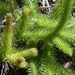 Foxtail Clubmoss