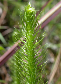 Foxtail Clubmoss