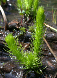 Southern Bog Clubmoss