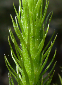 Southern Bog Clubmoss