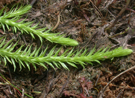 Southern Bog Clubmoss