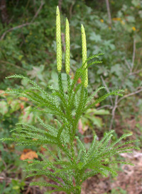 Obscure Clubmoss