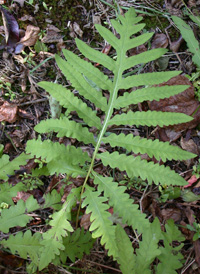 Sensitive Fern