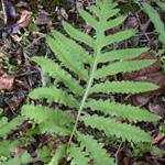 Sensitive Fern