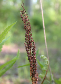 Sensitive Fern