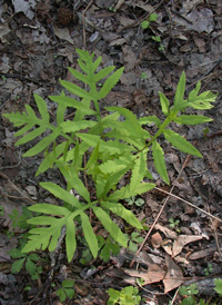 Sensitive Fern