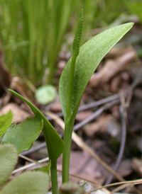 Southern Adder's-tongue