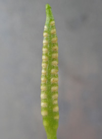 Southern Adder's-tongue