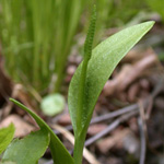 Southern Adder's-tongue