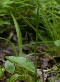 Southern Adder's-tongue