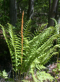 Cinnamon Fern