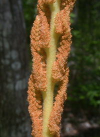 Cinnamon Fern