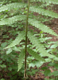 Cinnamon Fern