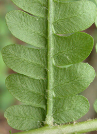 Cinnamon Fern