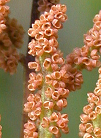 American Royal Fern