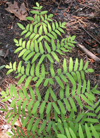 American Royal Fern