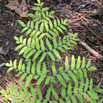 American Royal Fern