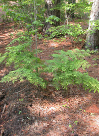 American Royal Fern