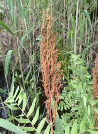 American Royal Fern