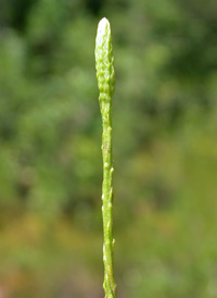 Slender Clubmoss