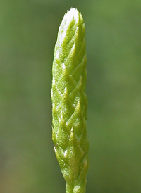 Slender Clubmoss