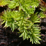 Slender Clubmoss