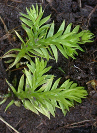 Slender Clubmoss