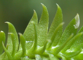 Slender Clubmoss