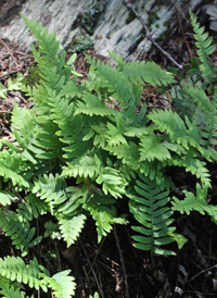 Christmas Fern