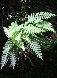 Christmas Fern