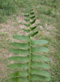 Christmas Fern