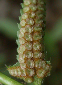 Christmas Fern