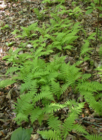 New York Fern