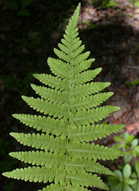 New York Fern