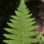 New York Fern