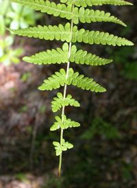 New York Fern