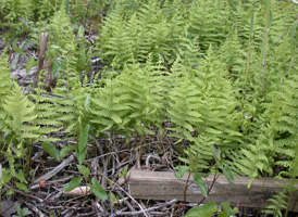 Marsh Fern