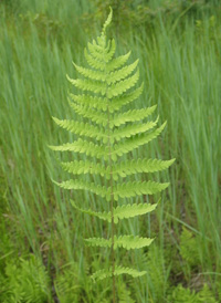 Marsh Fern