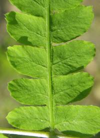 Marsh Fern