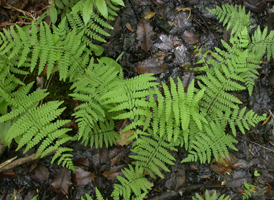 Bog Fern