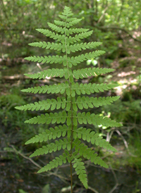 Bog Fern