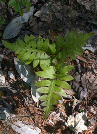 Netted Chain Fern