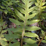 Netted Chain Fern