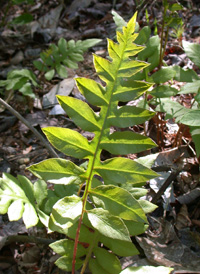 Netted Chain Fern