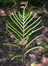 Netted Chain Fern